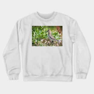 Dunlin wading bird on the shore Crewneck Sweatshirt